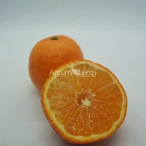 Corsica 2 Clementine (Citrus clementina)